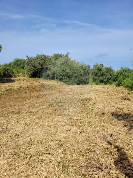 Land Rustic with 4920sqm Bensafrim Lagos - cork oaks, easy access, olive trees, arable crop