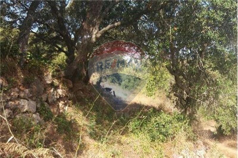 земля агрикультурный c 11640m2 São Bartolomeu de Messines Silves - оливковые деревья, полеводство, электричество, фруктовые деревья, вода