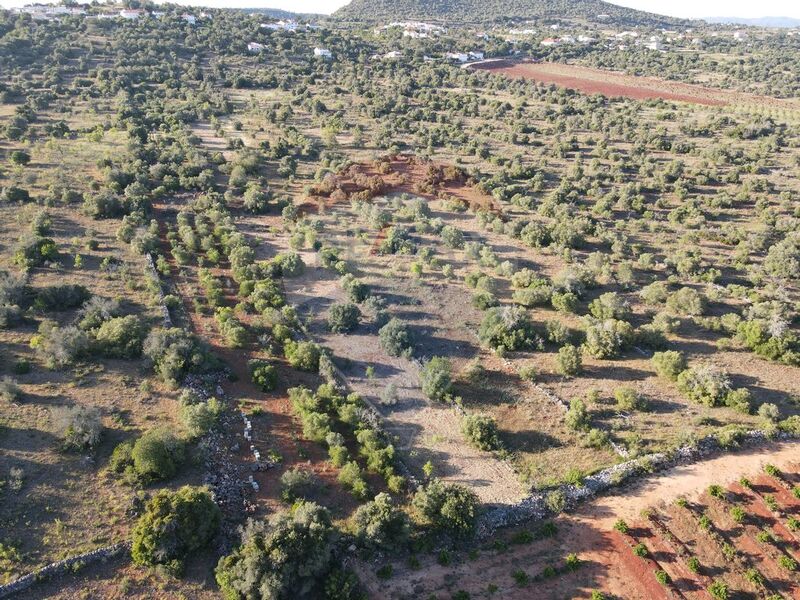 Terreno com 6440m2 São Bartolomeu de Messines Silves para vender - oliveiras