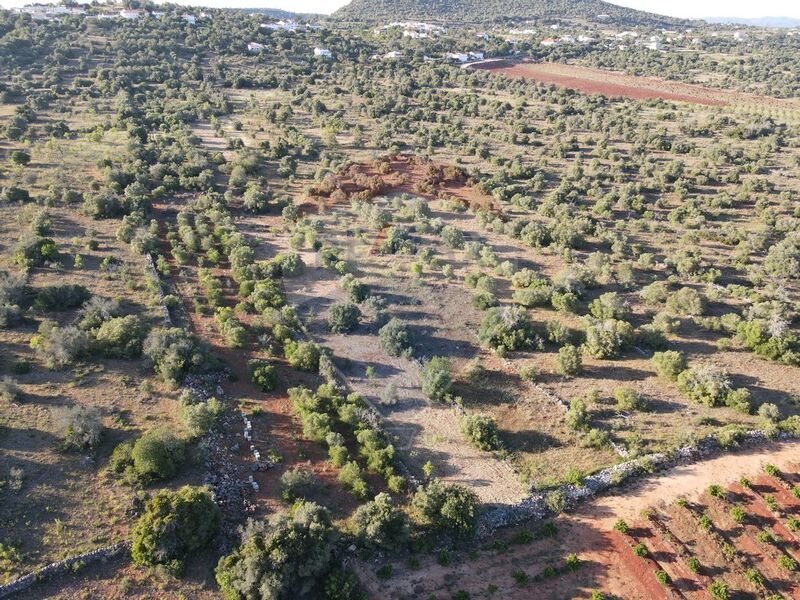 Terreno com 6440m2 São Bartolomeu de Messines Silves - oliveiras