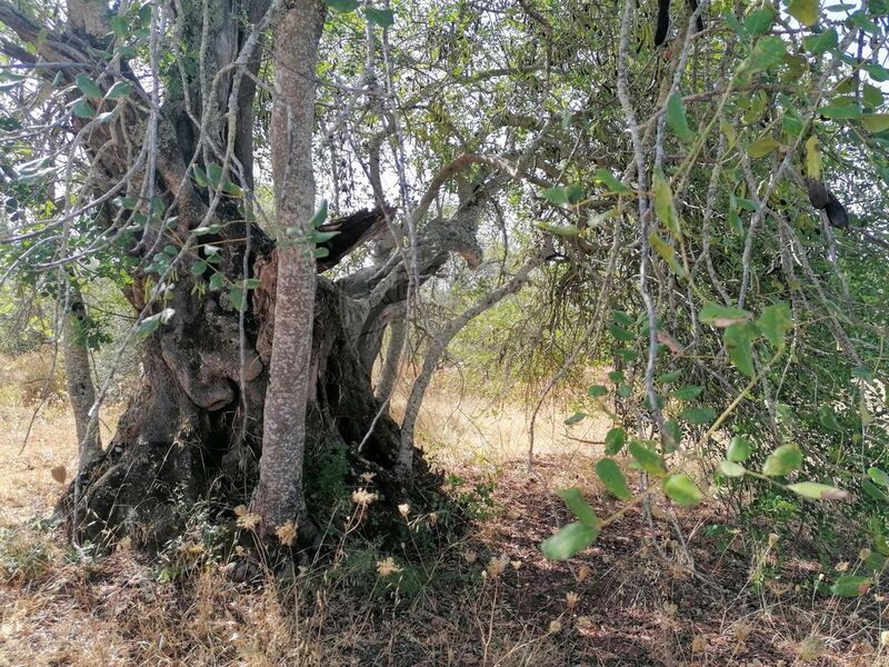 Terreno Rústico com 340m2 Salir Loulé