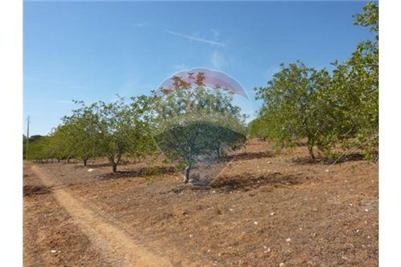 Land with 127770sqm Olhos de Água Albufeira - very quiet area, olive trees