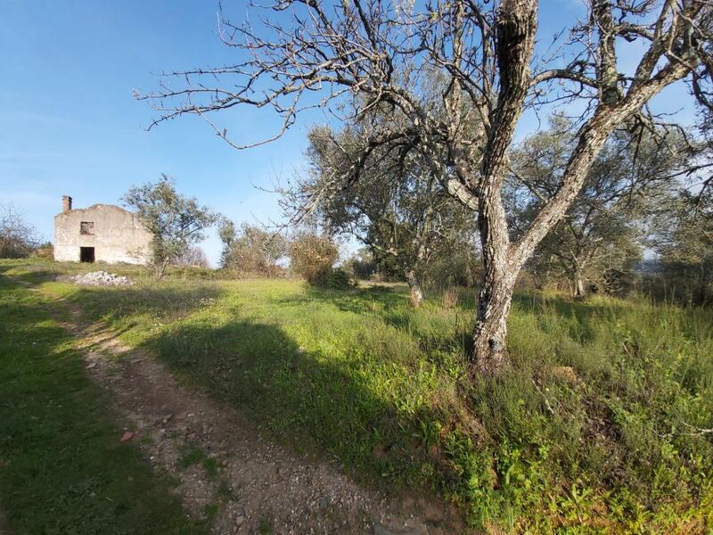 Terreno Rústico Tortosendo Covilhã - oliveiras