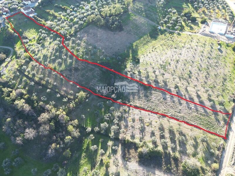 Land with 10000sqm Bragança - excellent access, olive trees