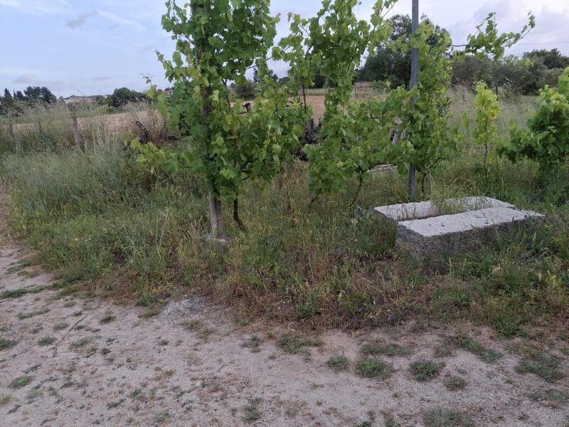 Quinta Ratoeira Celorico da Beira - água, poço, oliveiras
