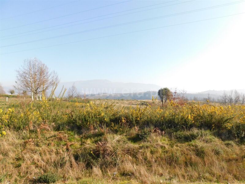 Terreno plano Carragozela Seia - electricidade