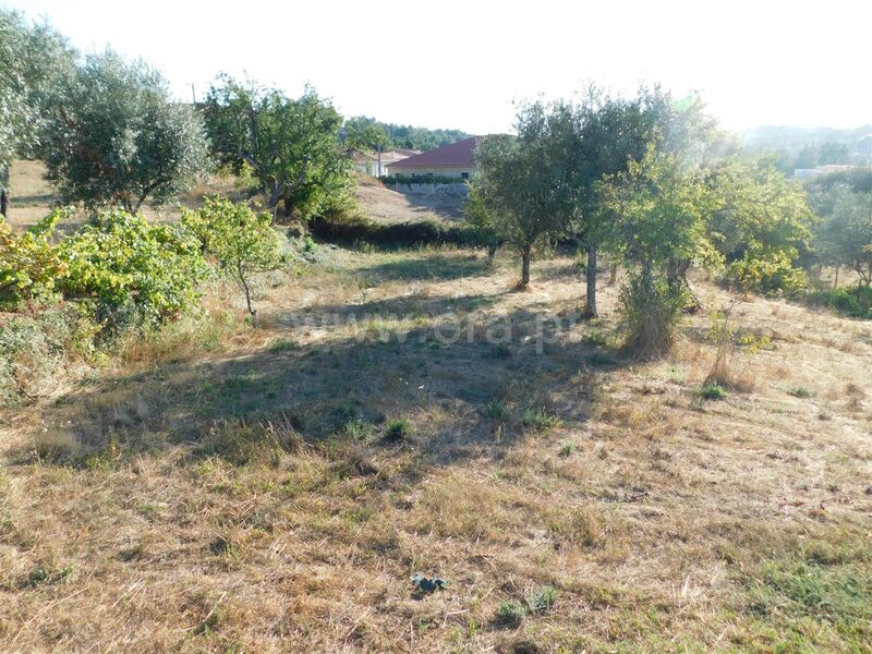 Terreno com 3220m2 Seia - barracão, árvores de fruto, oliveiras