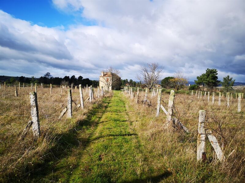 Quinta para recuperar V0 Vila Cortês da Serra Gouveia - árvores de fruto, poço, água, tanque