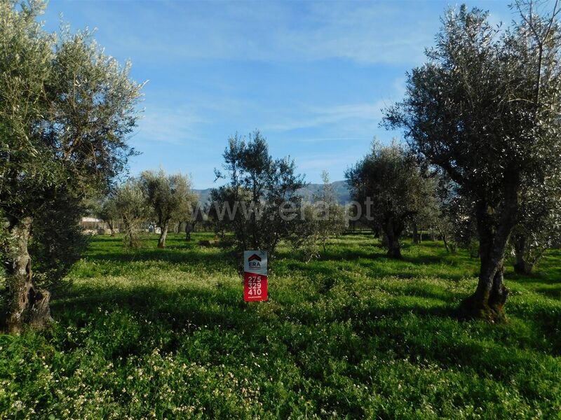 Land with 906sqm Lagarinhos Gouveia - olive trees, easy access