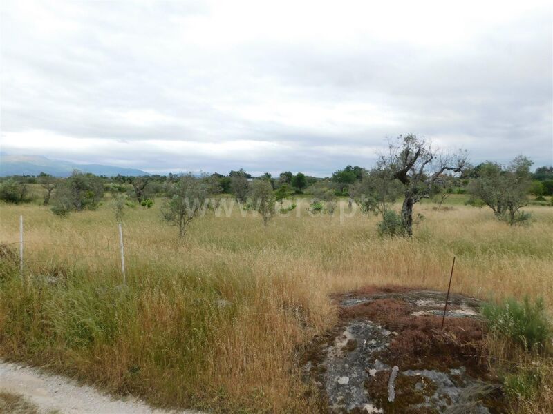 Land Rustic with 20790sqm Sameice Seia - easy access, olive trees, fruit trees