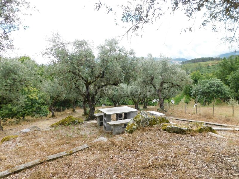 Terreno Rústico com 3788m2 Santiago Seia - água, tanque, oliveiras, luz