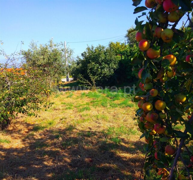Terreno Agrícola com 290m2 Gouveia para venda - oliveiras, árvores de fruto