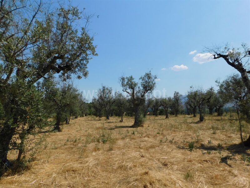 Terreno Rústico plano Santa Comba Seia à venda - oliveiras