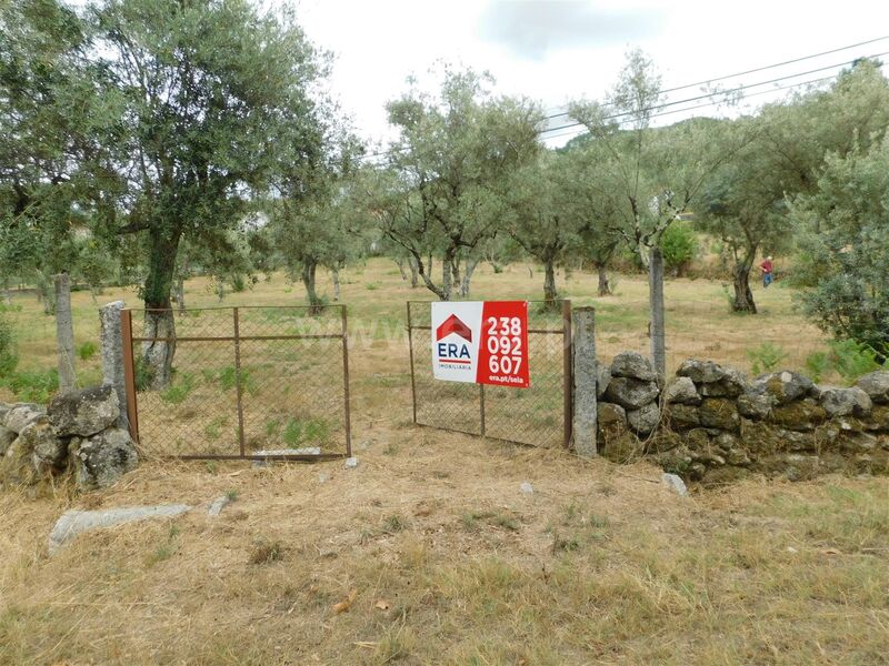 Small farm Seia - well, good access, fruit trees, olive trees