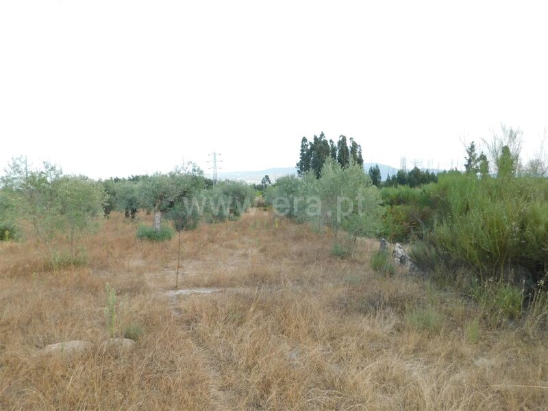 Terreno Rústico com 3571m2 Paranhos Seia para vender - oliveiras, poço