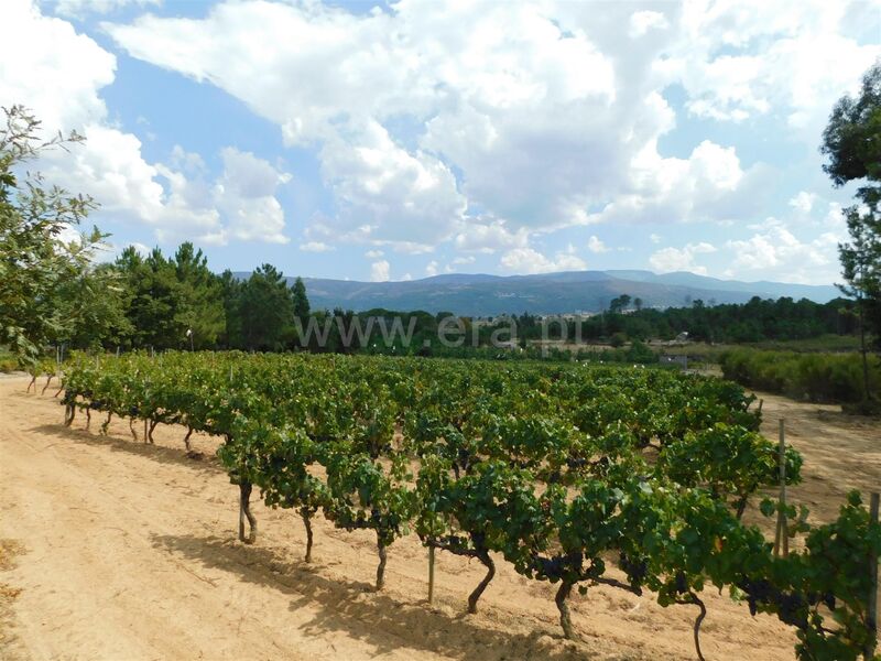 Quinta Santa Comba Seia - poço