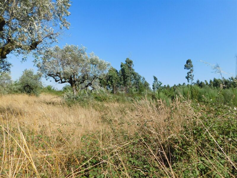 Terreno com 2250m2 Seia - excelente localização