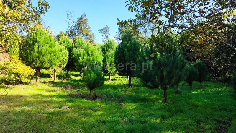 Land with 8414sqm Seia