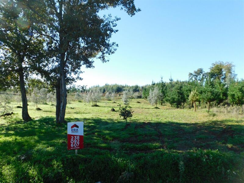 Terreno Rústico com 2743m2 Santiago Seia - oliveiras, electricidade, bons acessos