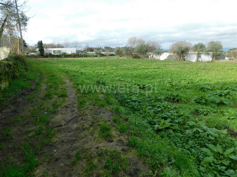 Terreno com 7555m2 Gouveia - árvores de fruto