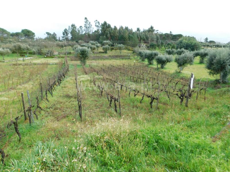 Terreno com 2880m2 Cativelos Gouveia para venda - oliveiras
