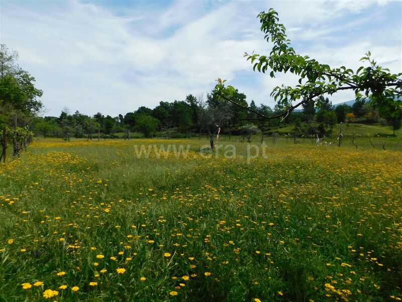 Terreno Agrícola com 3836m2 Seia - bons acessos, água, electricidade, oliveiras