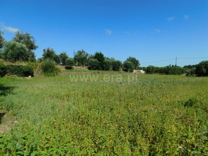 Land with 4900sqm Vila Nova de Tazem Gouveia - olive trees, well, electricity, construction viability