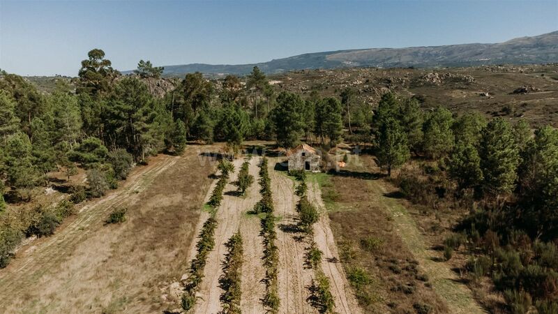 Small farm Ribamondego Gouveia - fruit trees, well, water