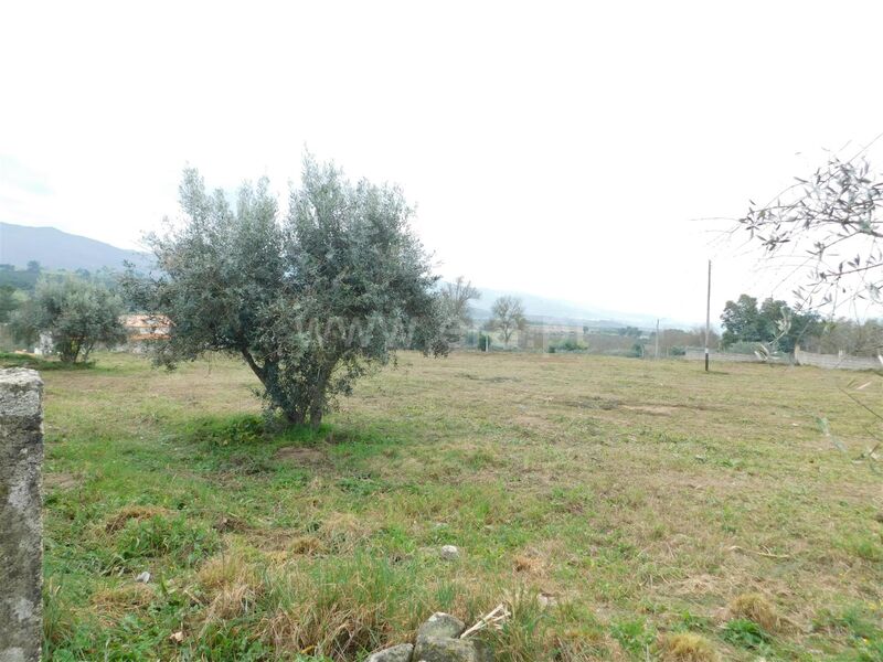 Land with 4798sqm Carrapichana Celorico da Beira