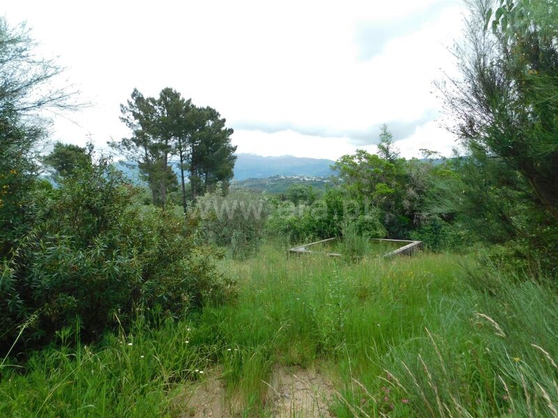 Quinta Seia - água, tanque, árvores de fruto