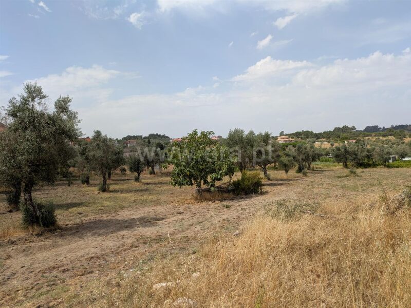 Land with 4820sqm Vila Nova de Tazem Gouveia - easy access, well, fruit trees, water, olive trees