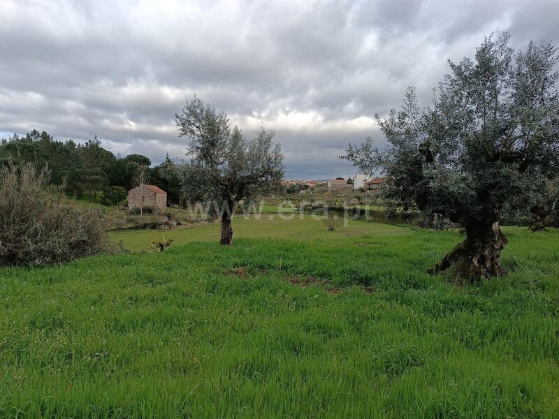 Terreno Agrícola com 24680m2 Paranhos Seia - árvores de fruto, água, oliveiras, poço