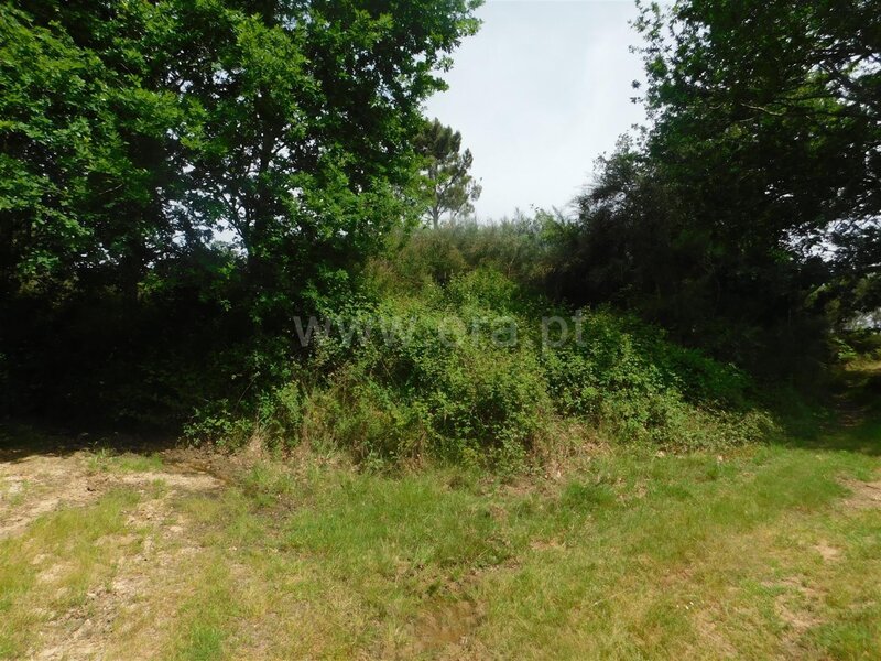 Terreno com 19000m2 Sameice Seia - oliveiras