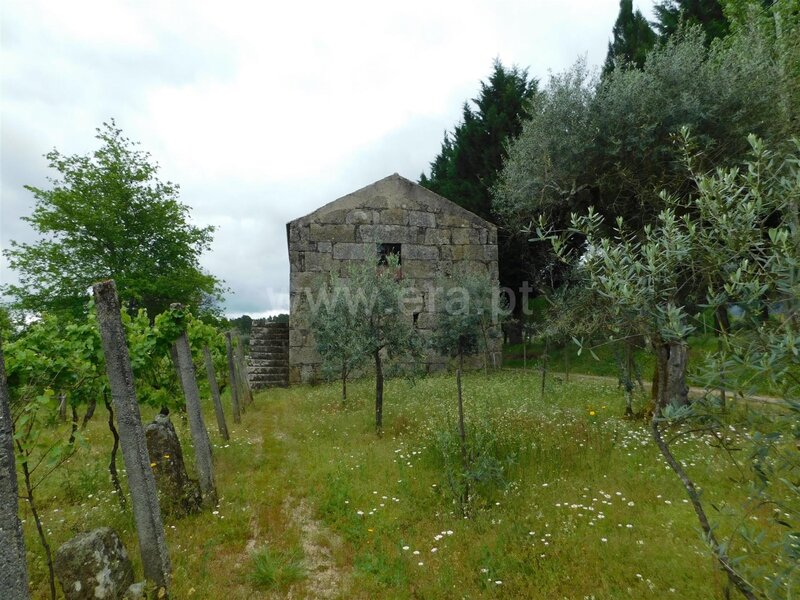 Terreno com 5486m2 Santa Comba Seia - oliveiras, poço, árvores de fruto