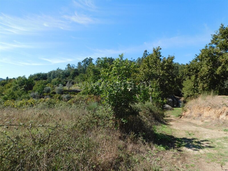 Quinta Várzea de Meruge Seia - poço, barracão, árvores de fruto, tanque, água, oliveiras