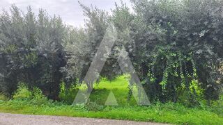 -210819653_IDcc7c7401-0000-0500-0000-0000123627d2.jpg
