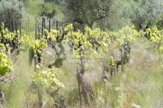 -69037145_julian_marcus_photography-104_1746549592673.jpg