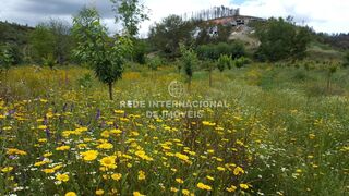 -69037345_FLORES_20DO_20CAMPO_20NO_20POMAR_20COM_20A_20VISTA_20DAS_20CASAS_1705596403462.jpg