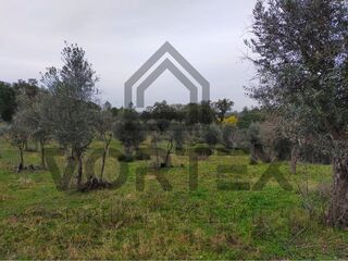 -212962494_ID89889a01-0000-0500-0000-0000157de51d.jpg