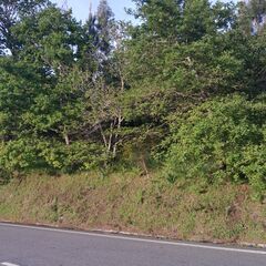 -210372739_IDfd586b01-0000-0500-0000-0000114ecf2f.jpg