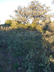 -33059557_wm-12b2457866-4dcaa63987.webp