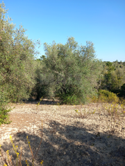 -33061921_wm-3cdc3eff5d-4dcaa63987.webp