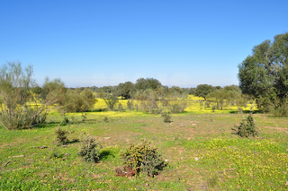 -33063439_wm-19fadcb0ab-4dcaa63987.webp