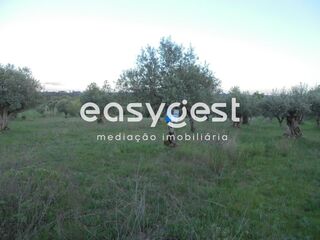 -199378358_ID8355ab00-0000-0500-0000-0000118080f5.JPG