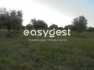 -199378358_ID8355ab00-0000-0500-0000-0000118080f9.JPG