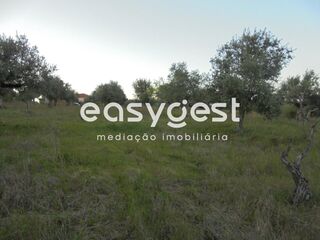 -199378358_ID8355ab00-0000-0500-0000-0000118080fa.JPG
