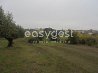 -203124853_ID890ce800-0000-0500-0000-000011f5e352.JPG