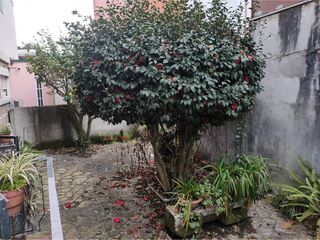 -212163331_ID01cb8d01-0000-0500-0000-0000149b157c.jpg
