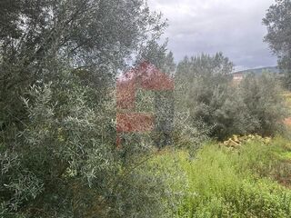 -291188026_ef0d0295-79ae-4b89-ab95-f708293b96c3.jpg