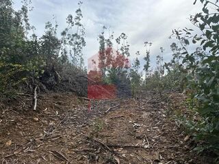 -291195524_e6758a16-c0a4-48a8-8209-3f8a43b933ca.jpg